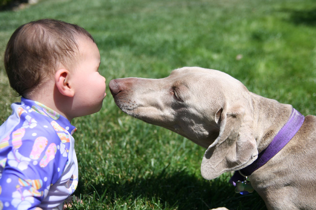 Resultado de imagen para weimaraner playing with kids
