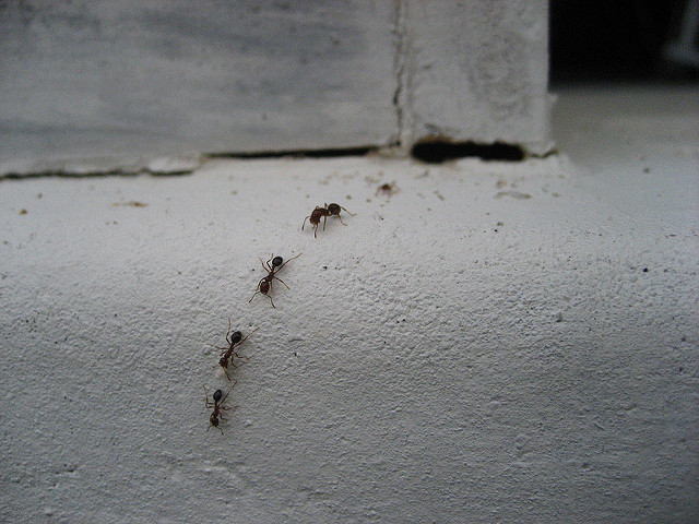 ant pest control services in atlanta