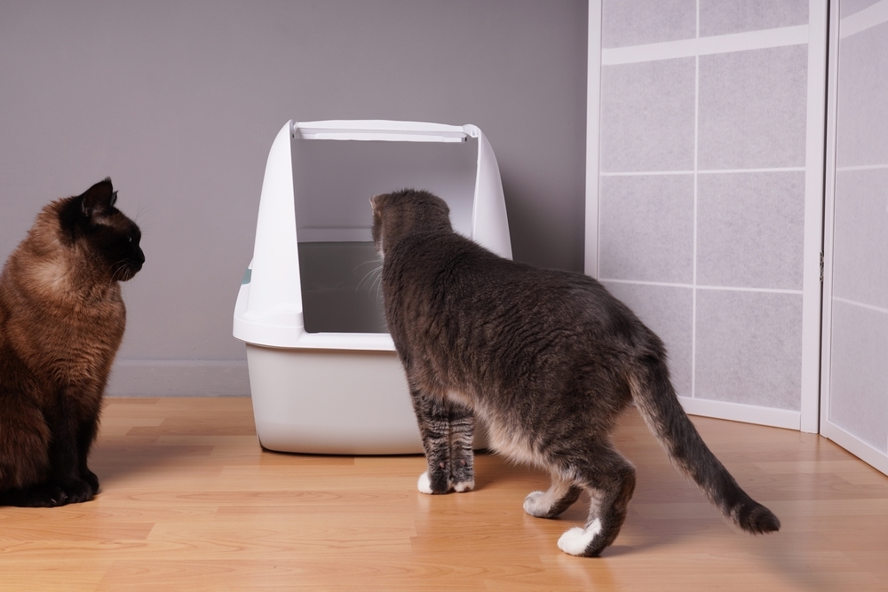 two domestic cats examining new closed cat litter box at home