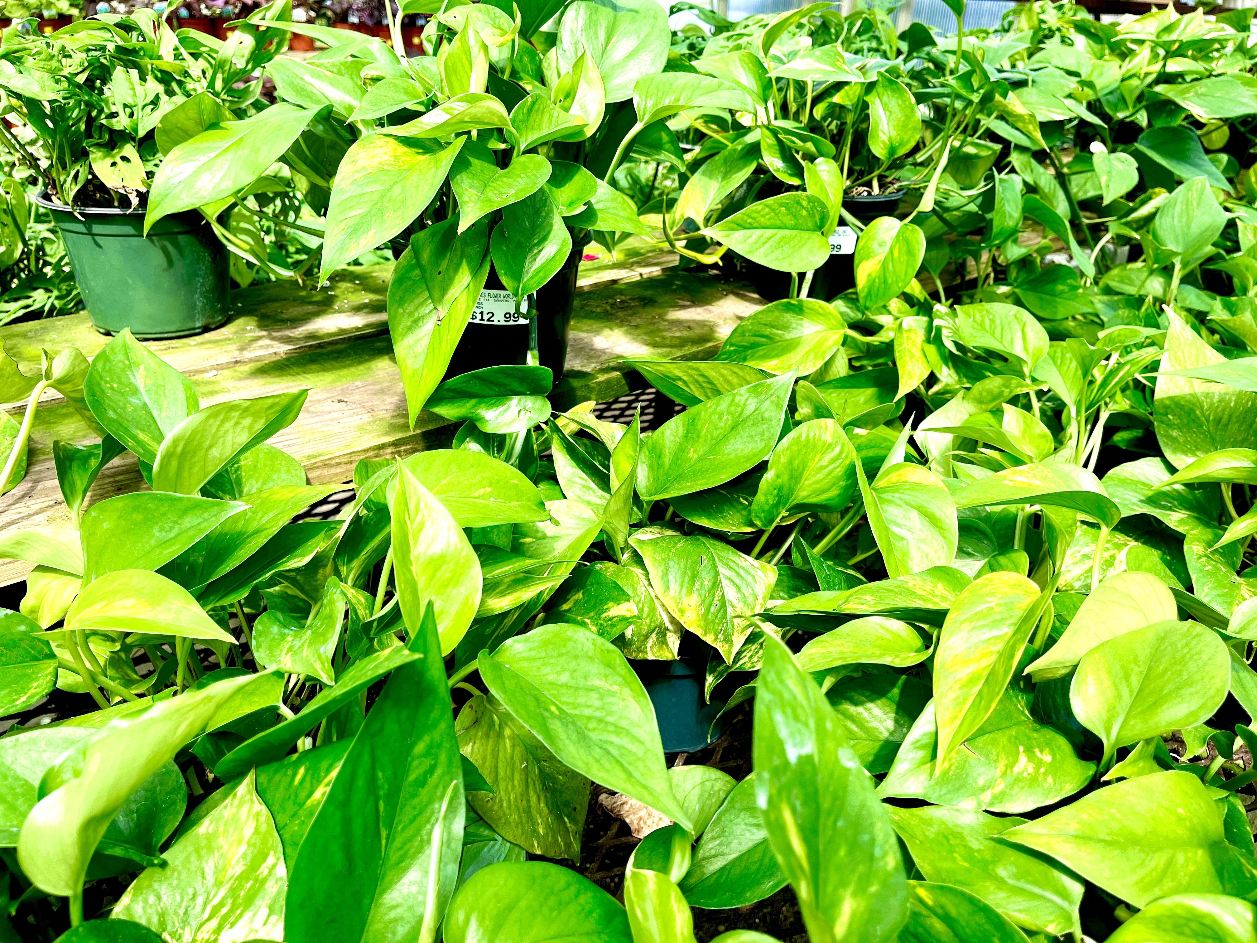 Several pothos plants gathered together in a greenhouse.