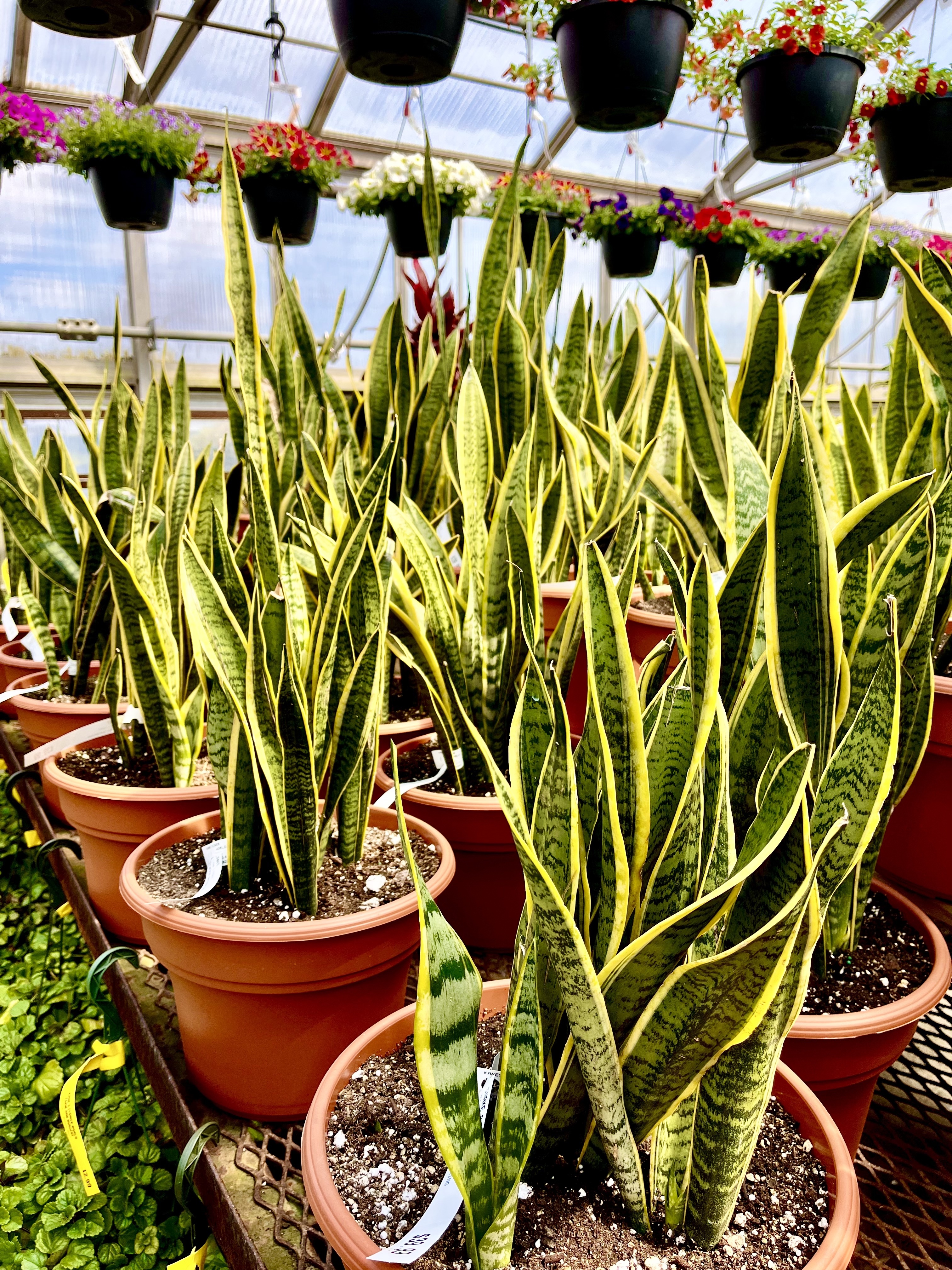 A group of snake plants in a sunny greenhouse.