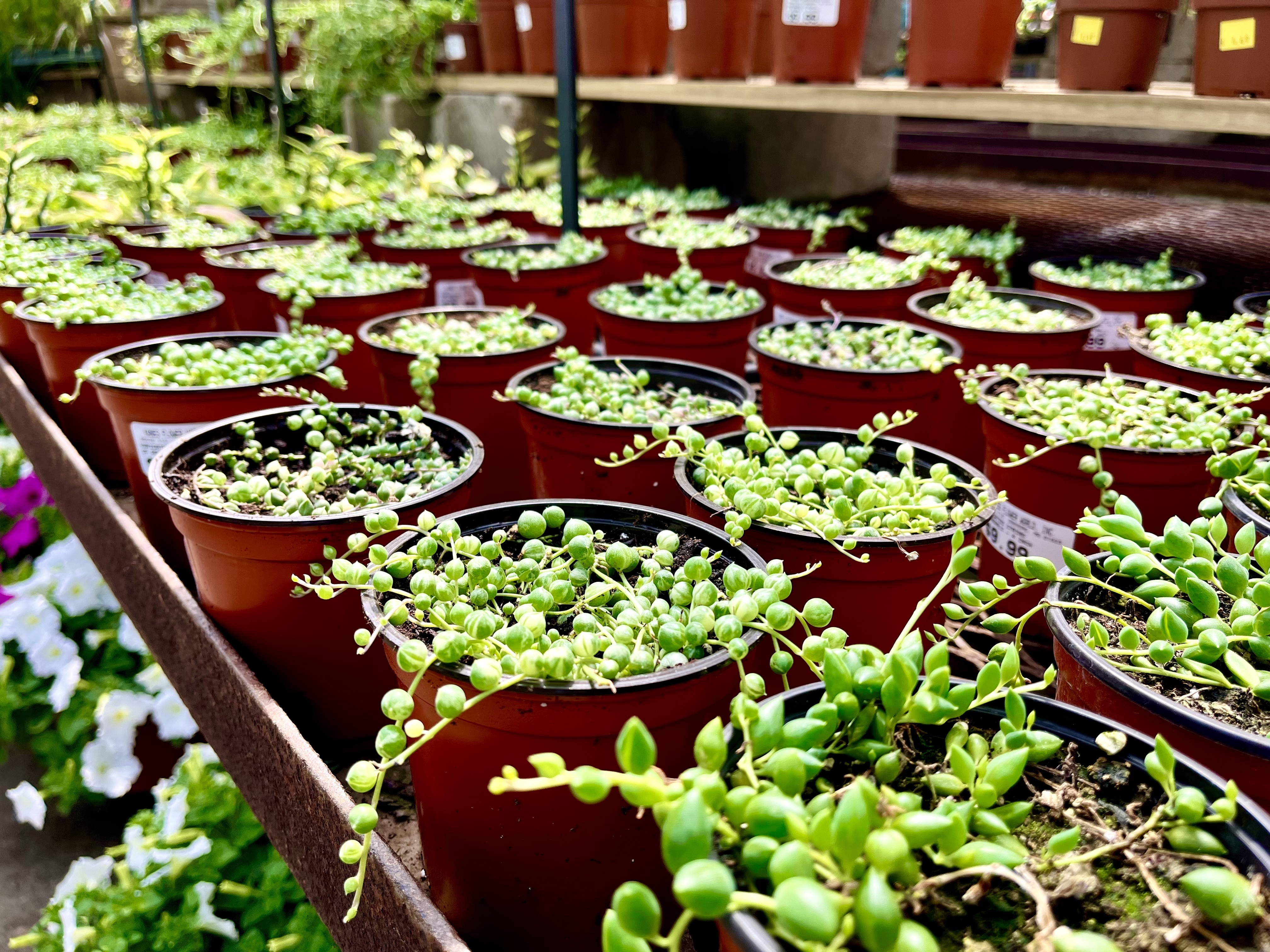 A group string of pearls plants on a ledge in a greenhouse.