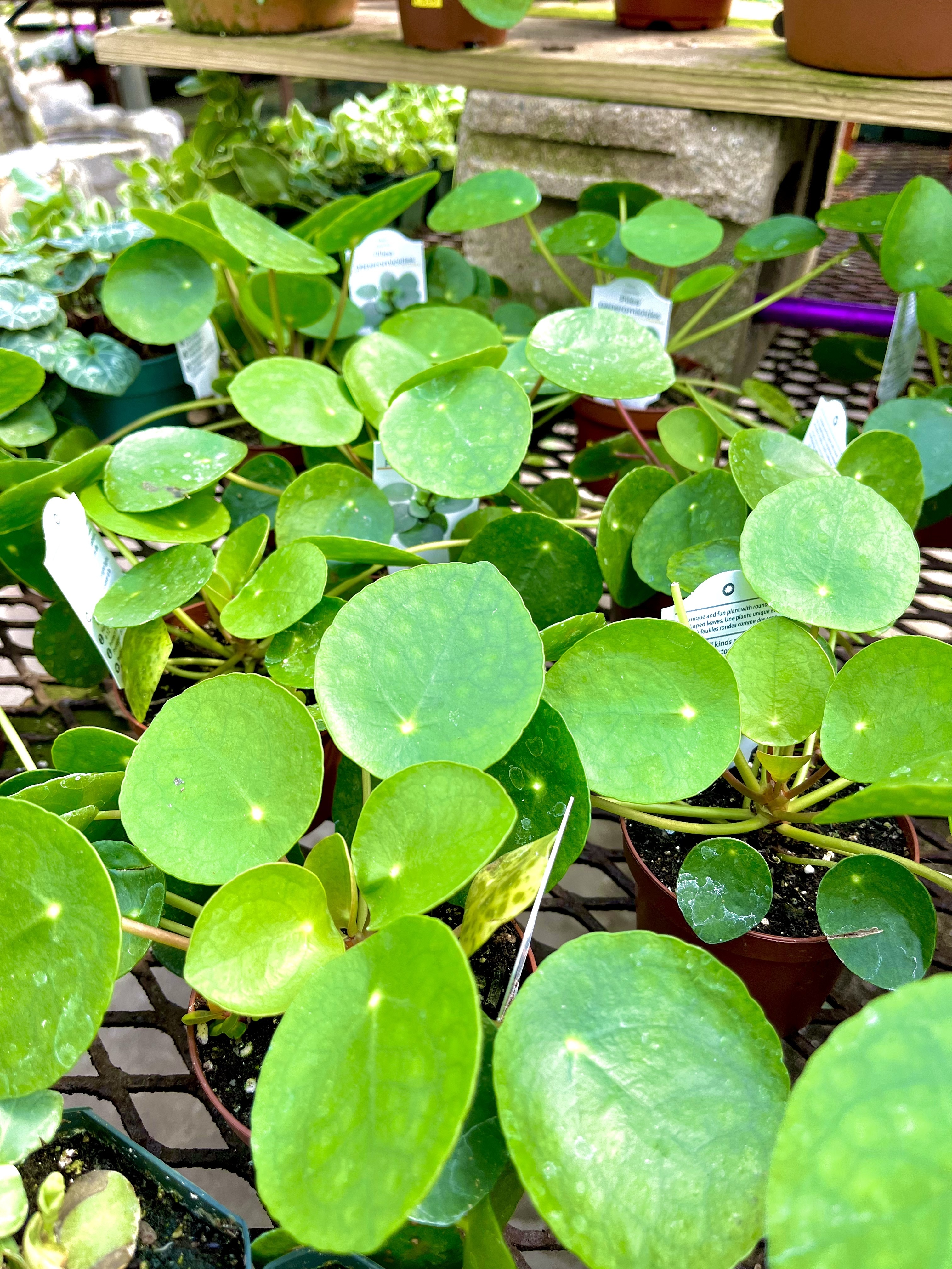 A pilea sits on a ledge with bright, green, round leaves.