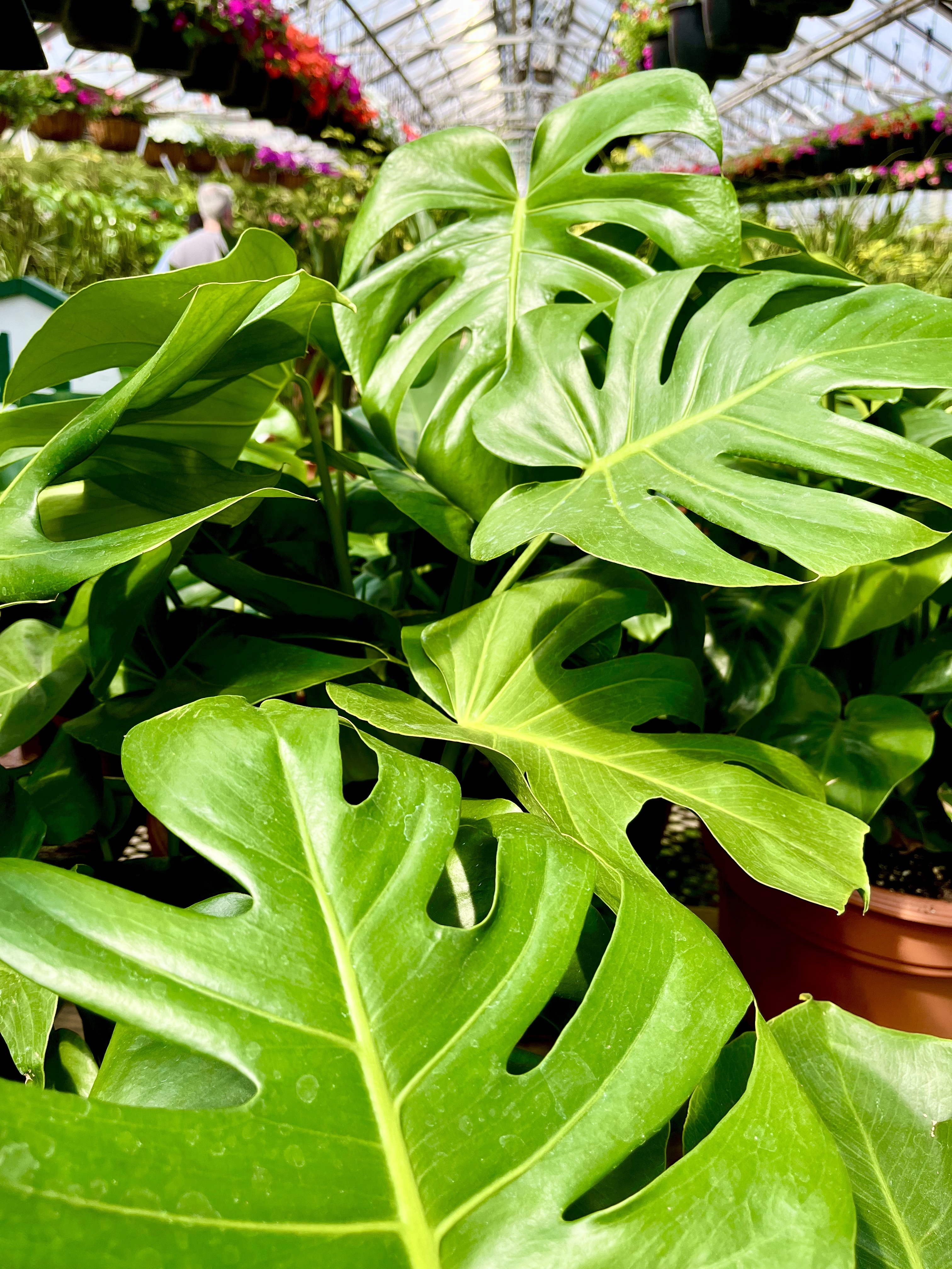Several bright green monstera leaves in a sunny greenhouse.
