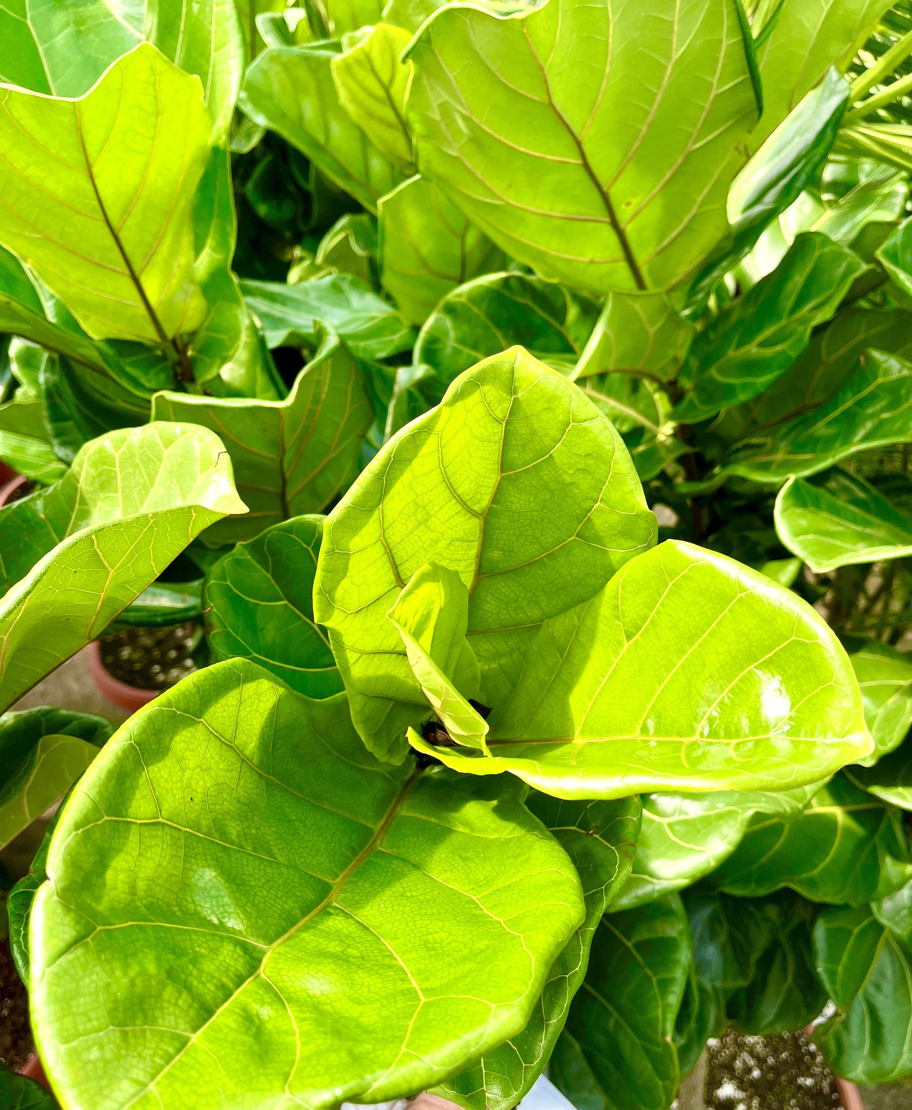 New leaves emerge from a fiddle leaf fig tree.