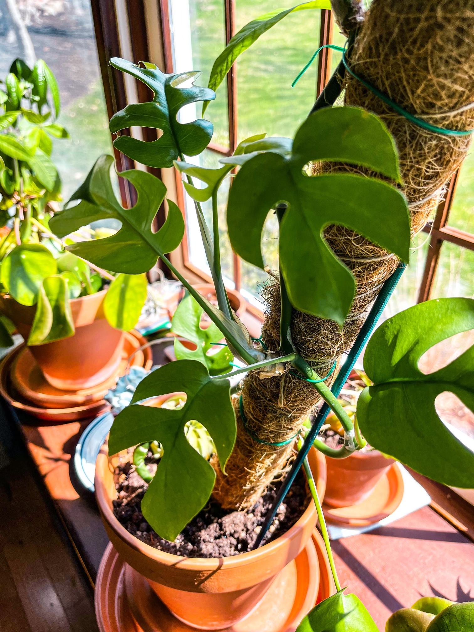 A mini monstera climbs a moss pole in a sunny window.