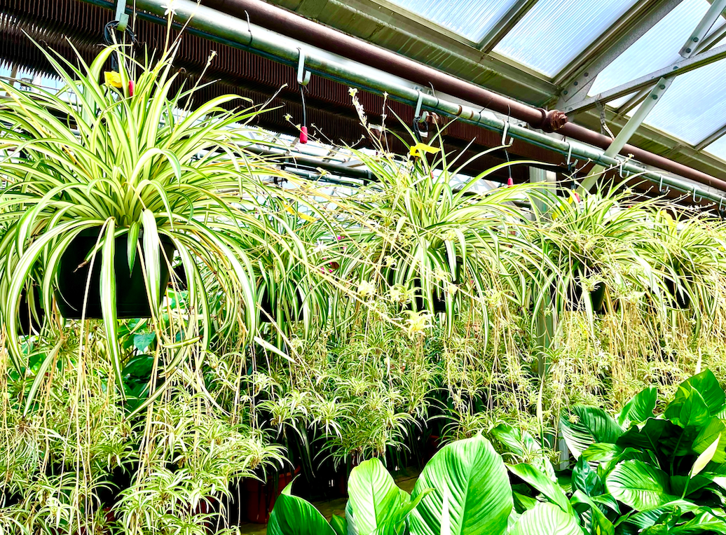 Four large spider plants hang from a pipe in a greenhouse.