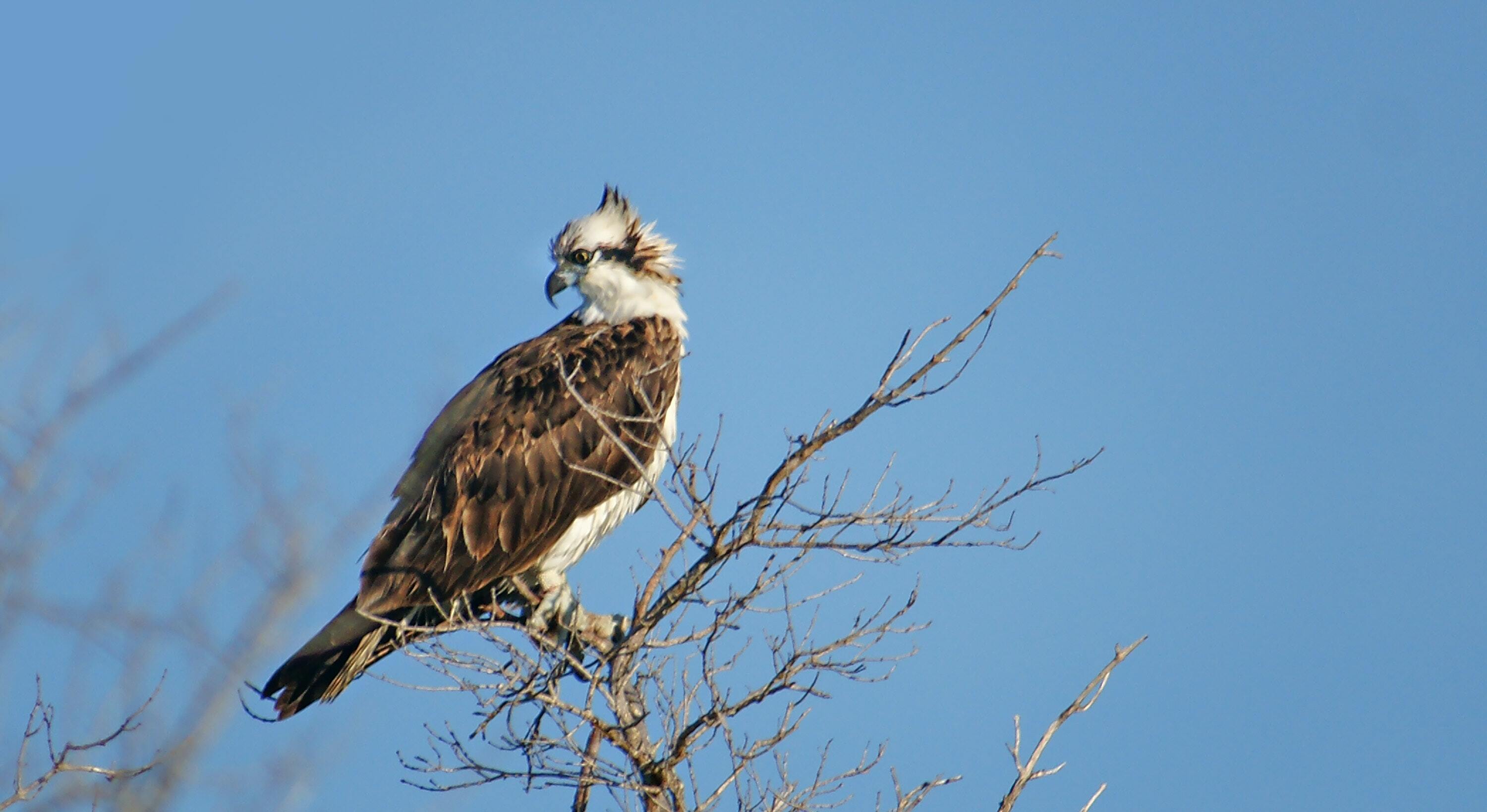 Osprey in a tree in Bledsoe Creek State Park