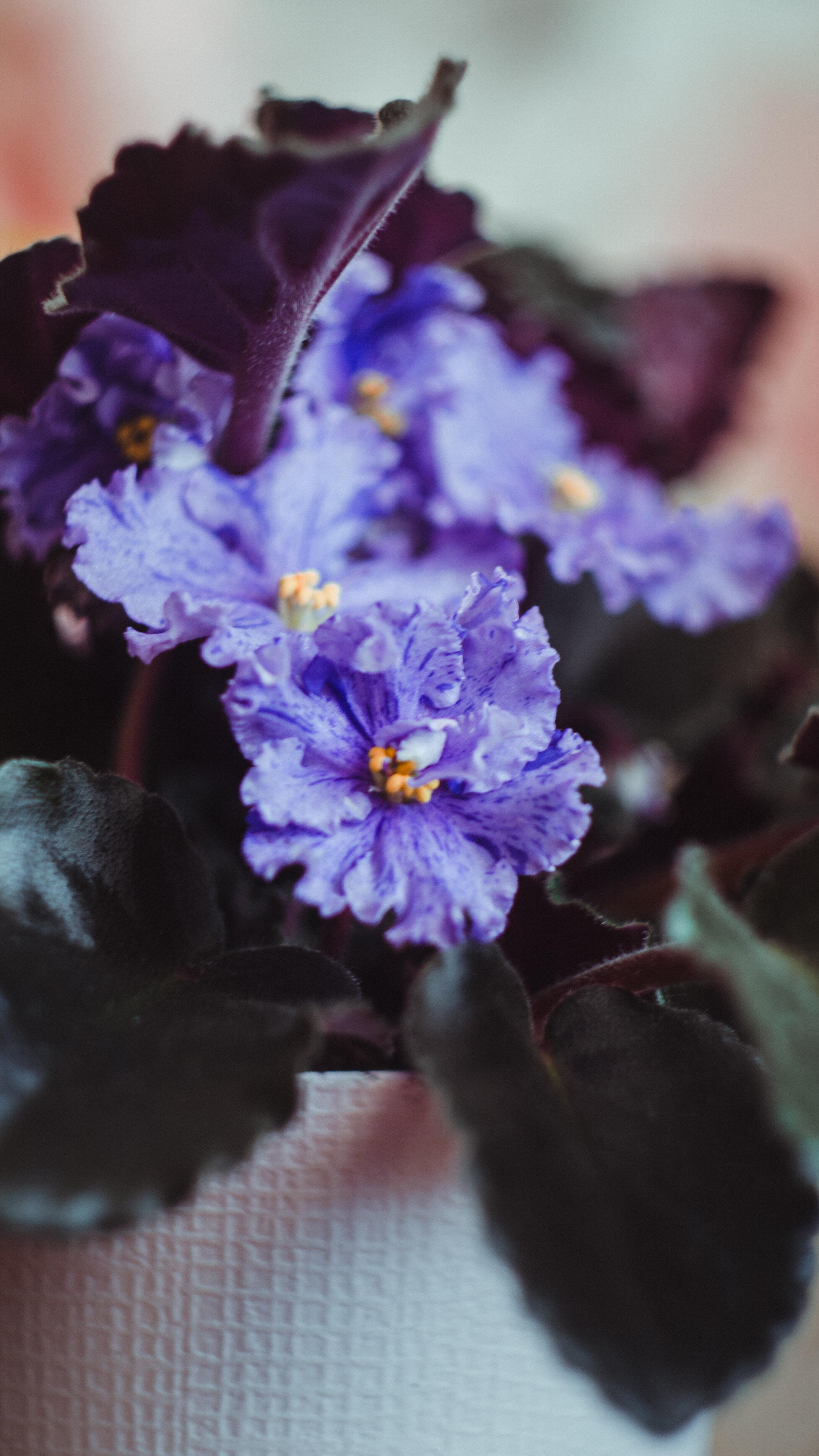 The African Violet is a pet-friendly non-toxic plant that has purple flowers and velvety green leaves.