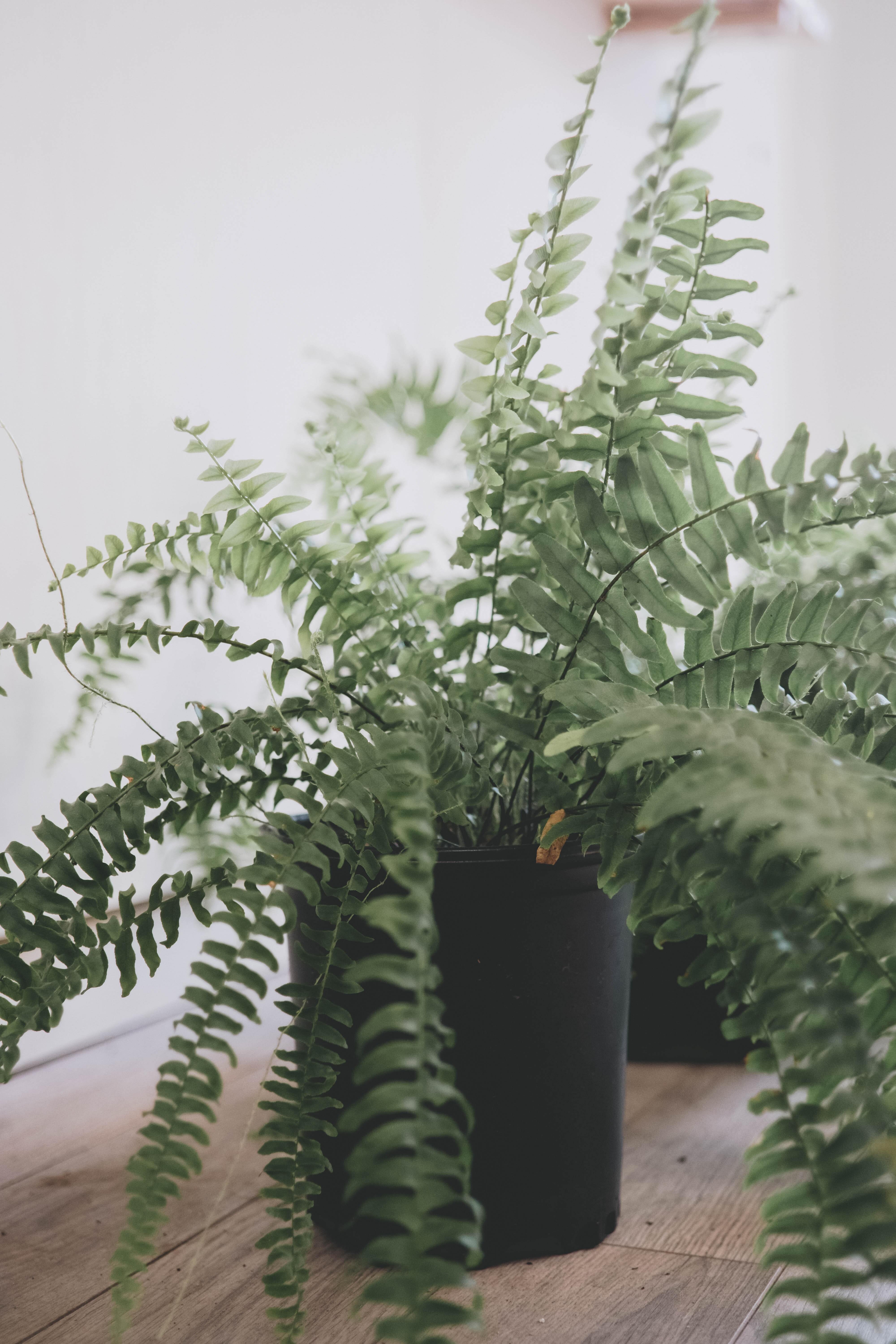 The Boston Fern is a non-toxic plant-friendly houseplant with long green leaves.