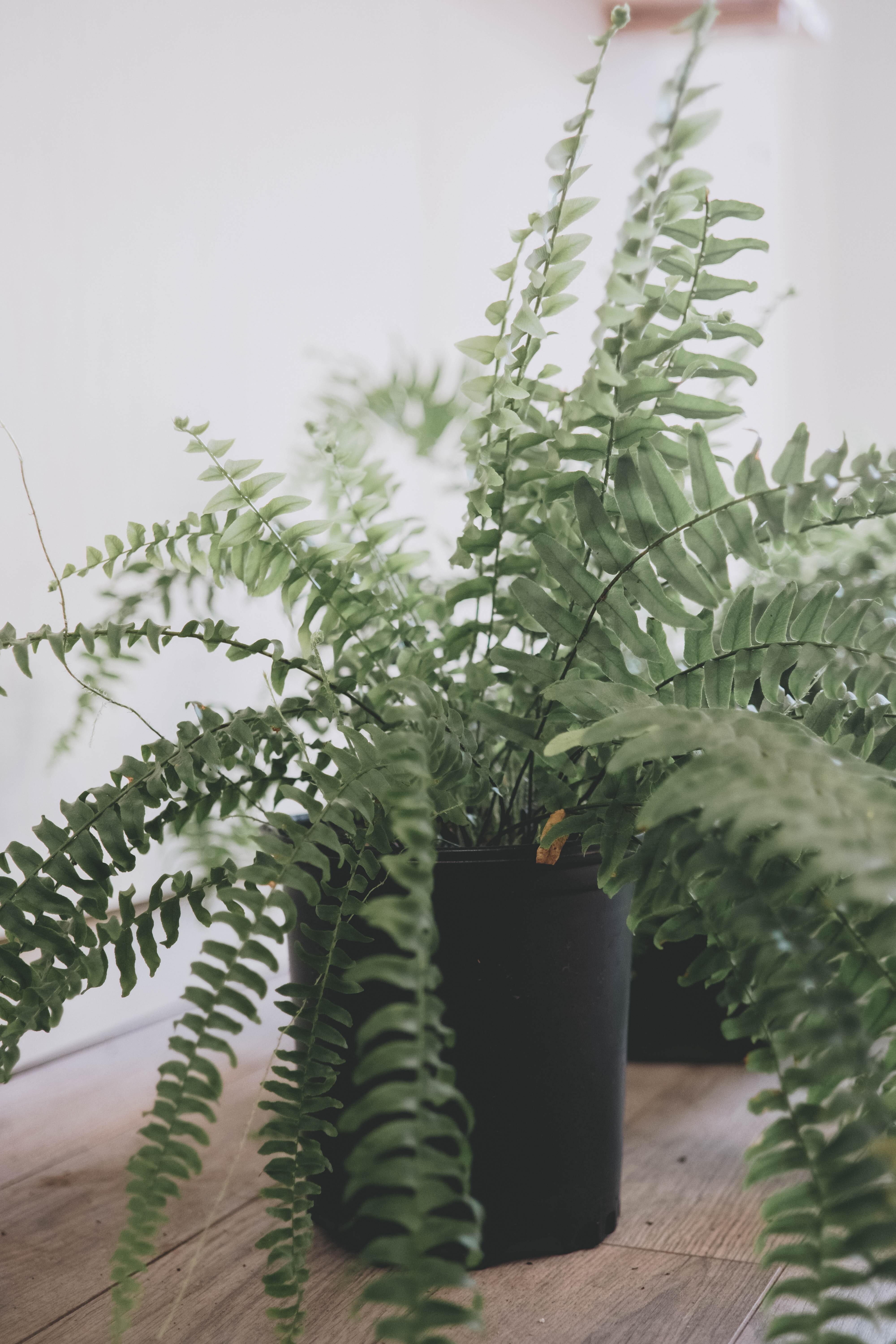 pet-friendly plants: boston fern The Boston Fern is a non-toxic plant-friendly houseplant with long green leaves.