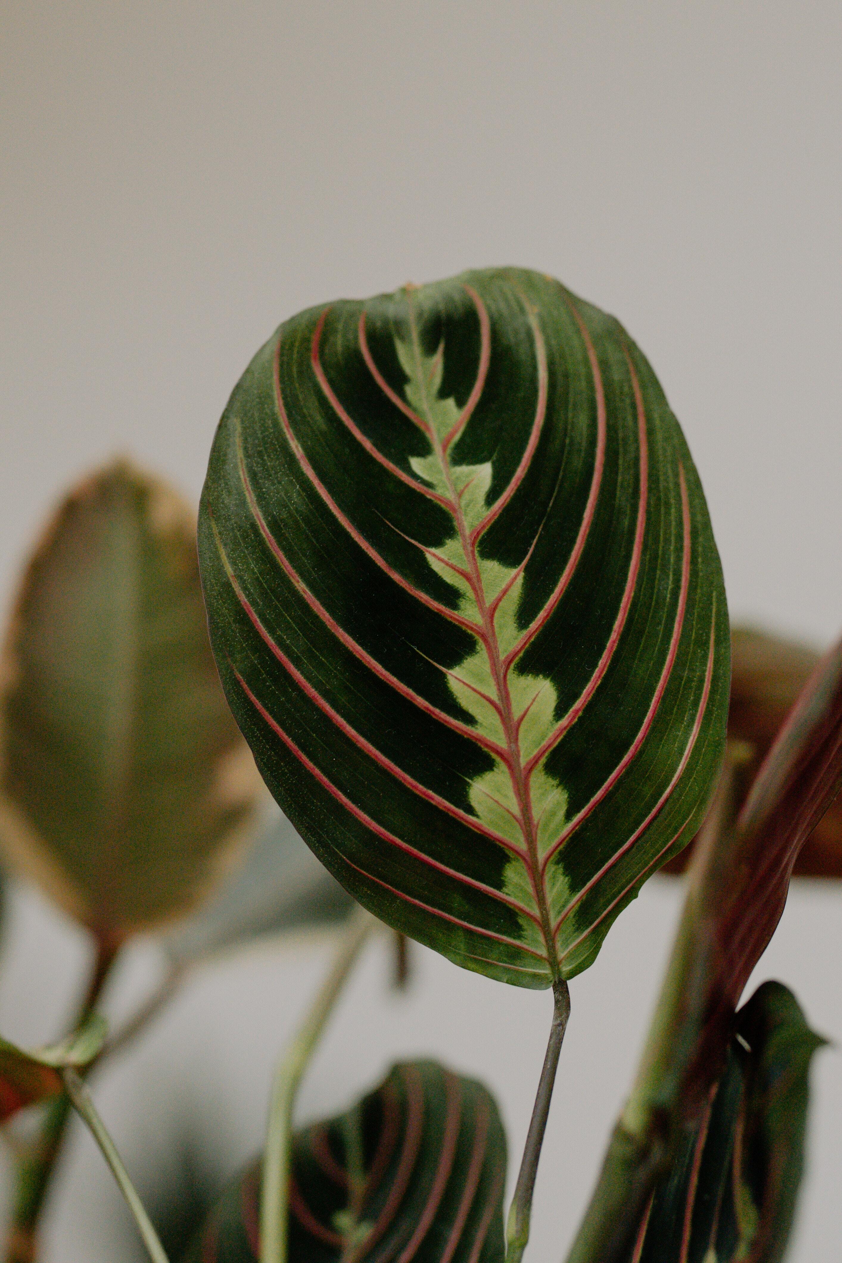 The Prayer Plant is a non-toxic pet-friendly houseplant with oblong green leaves streaked with red veins.