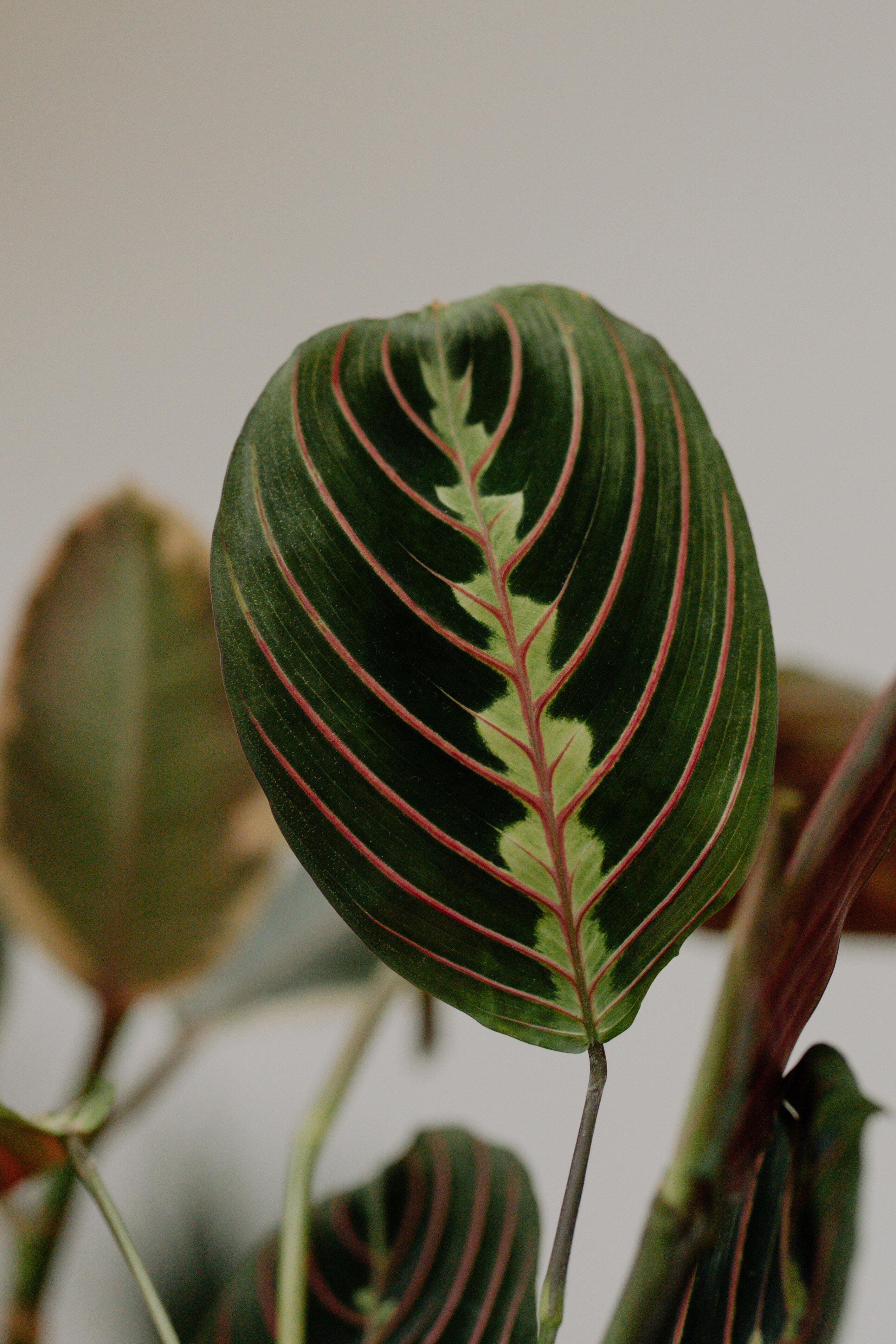 pet friendly plants: prayer plant The Prayer Plant is a non-toxic pet-friendly houseplant with oblong green leaves streaked with red veins.