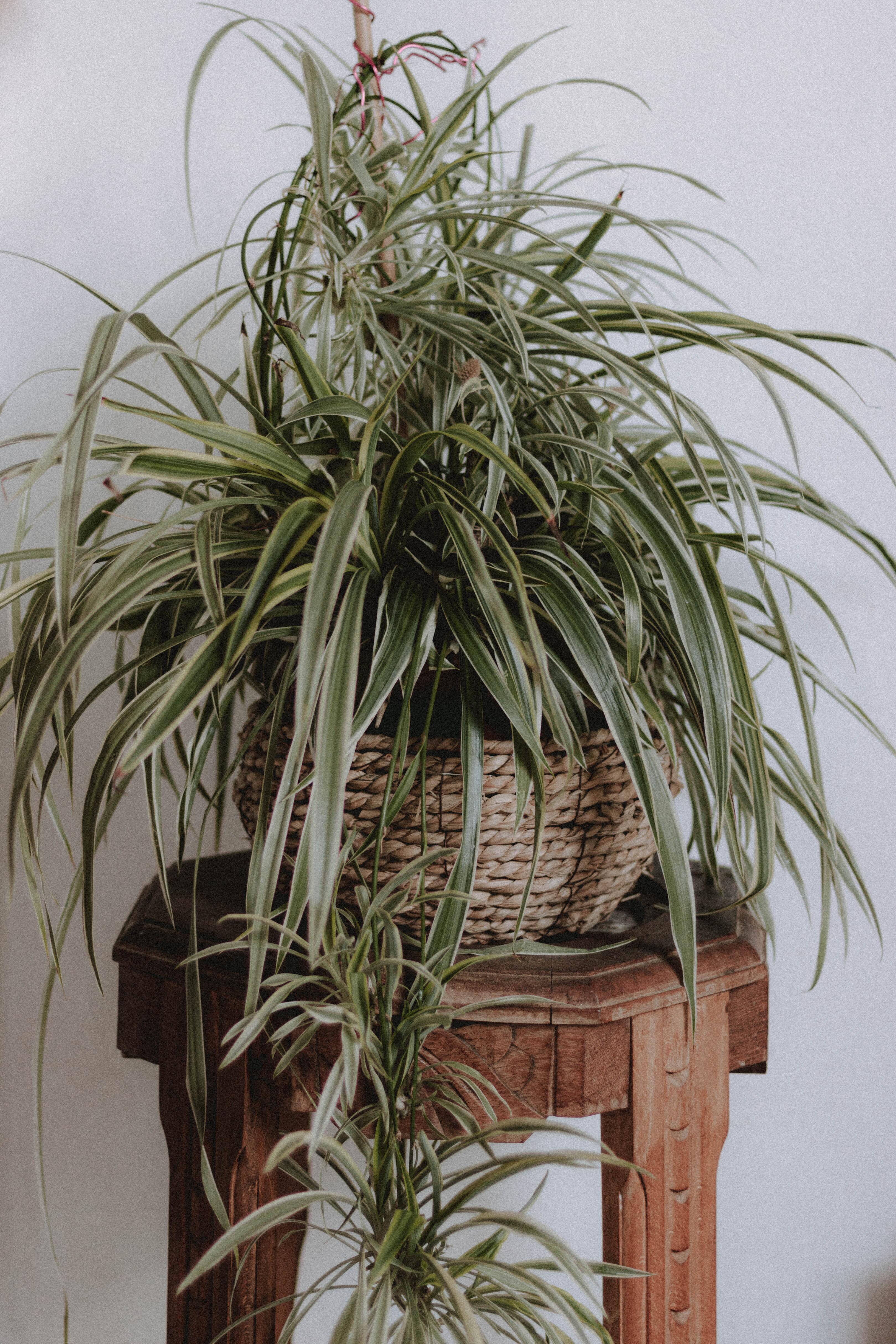 The Spider Plant is a non-toxic pet-friendly plant with long, papery green leaves.