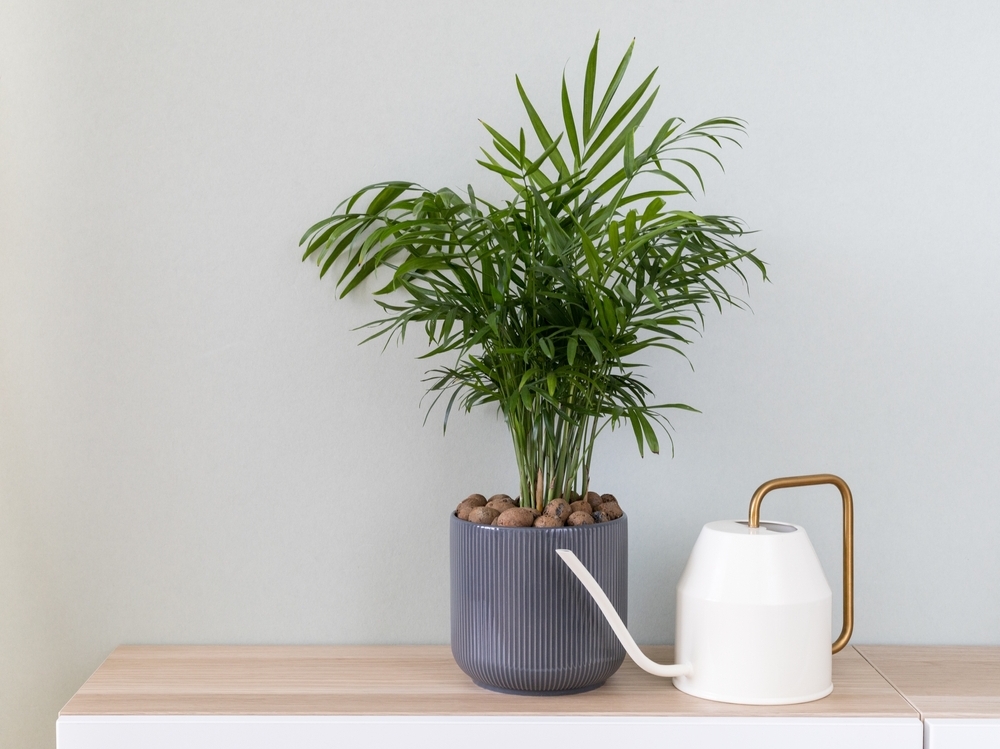Potted green plant, parlor palm (Chamaedorea elegans) and watering can in home interior. Home decor and gardening concept.