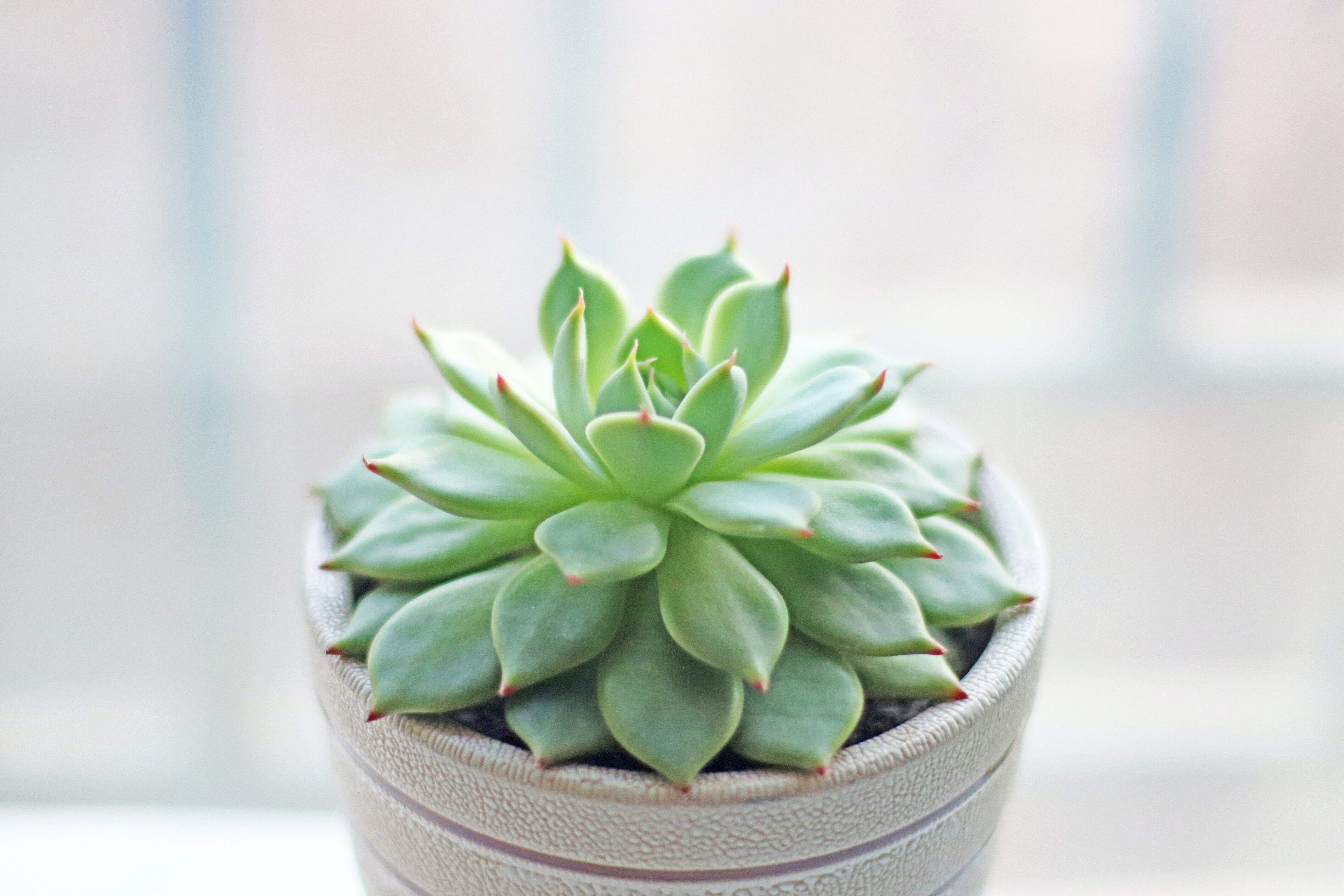 Echeveria is a pet-friendly non-toxic succulent with fleshy green leaves.