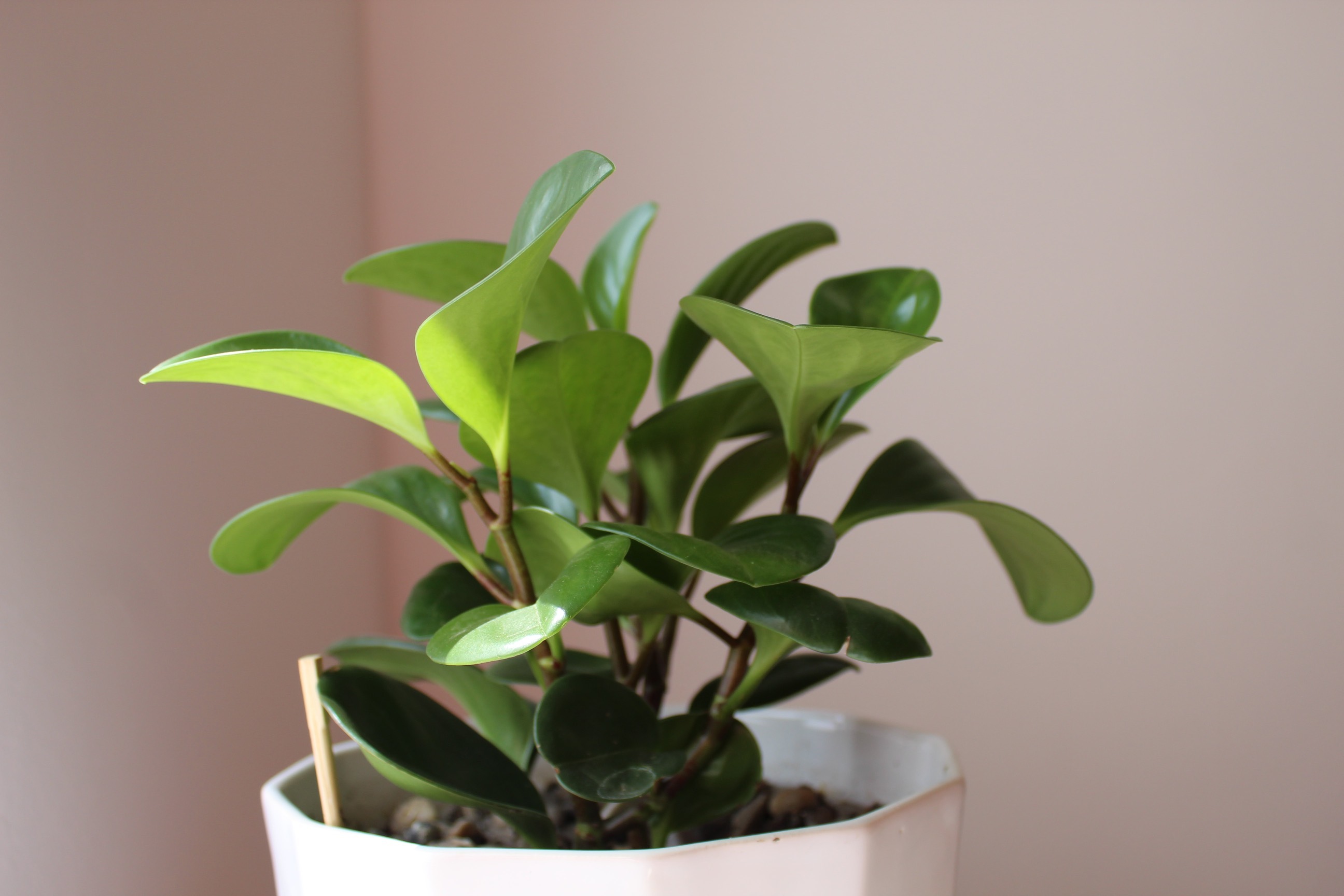 Peperomia is a pet-friendly non-toxic houseplant with round green leaves and deep brown stems.