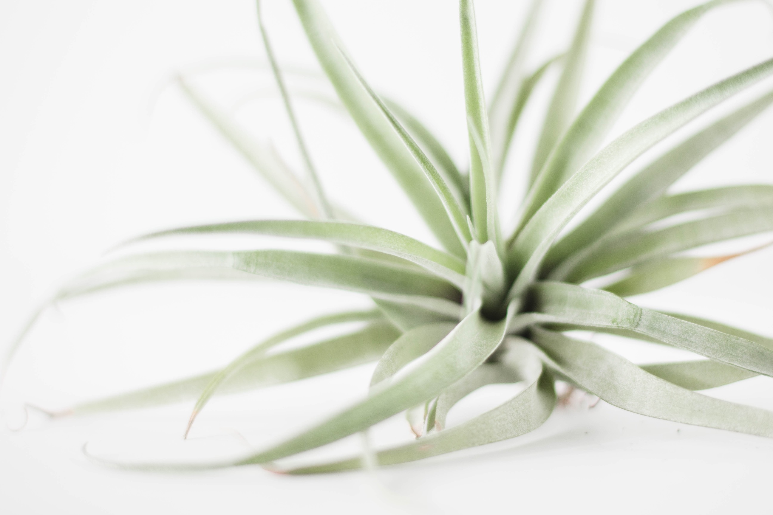 Tillandsia is a pet-friendly non-toxic air plant with long, pale green leaves.