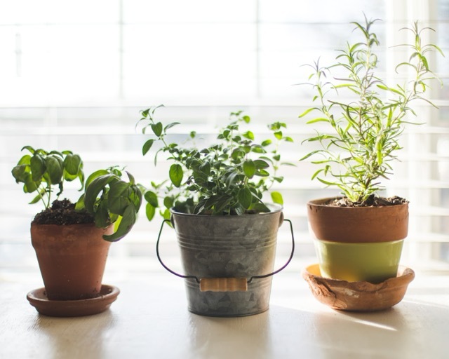 How to have an indoor herb garden