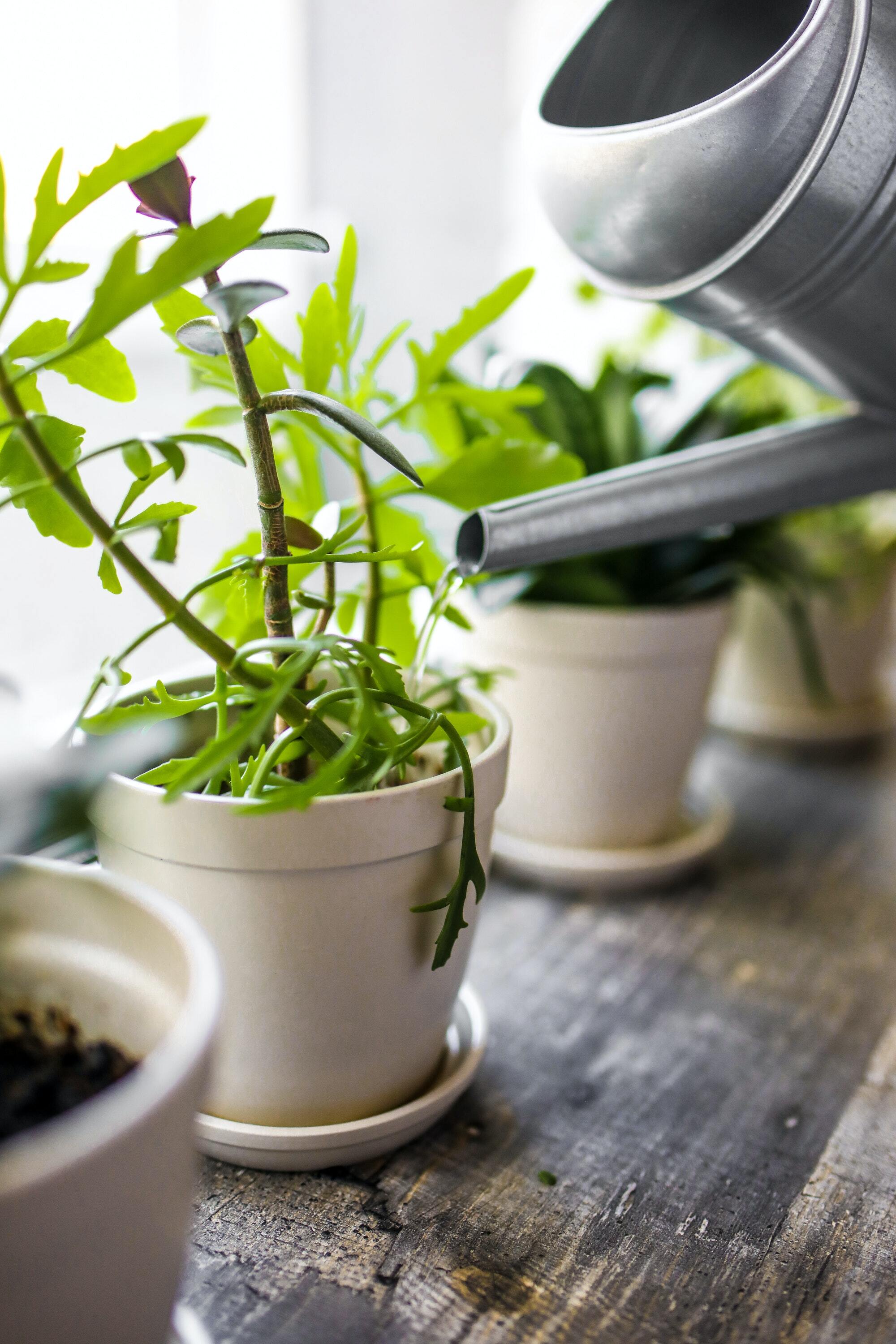 watering can How to water your indoor garden