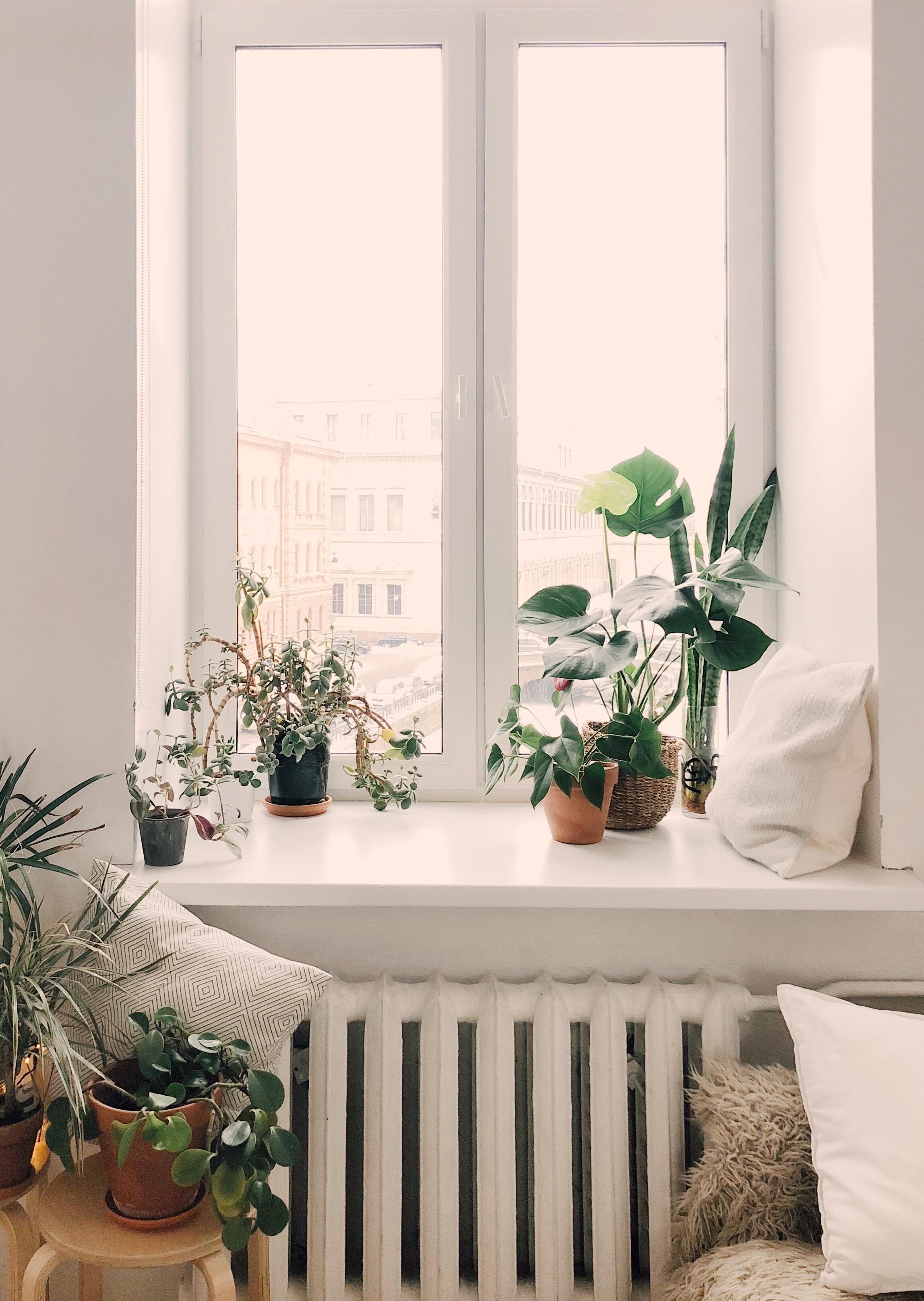 sunny plant window How much light does your indoor garden need