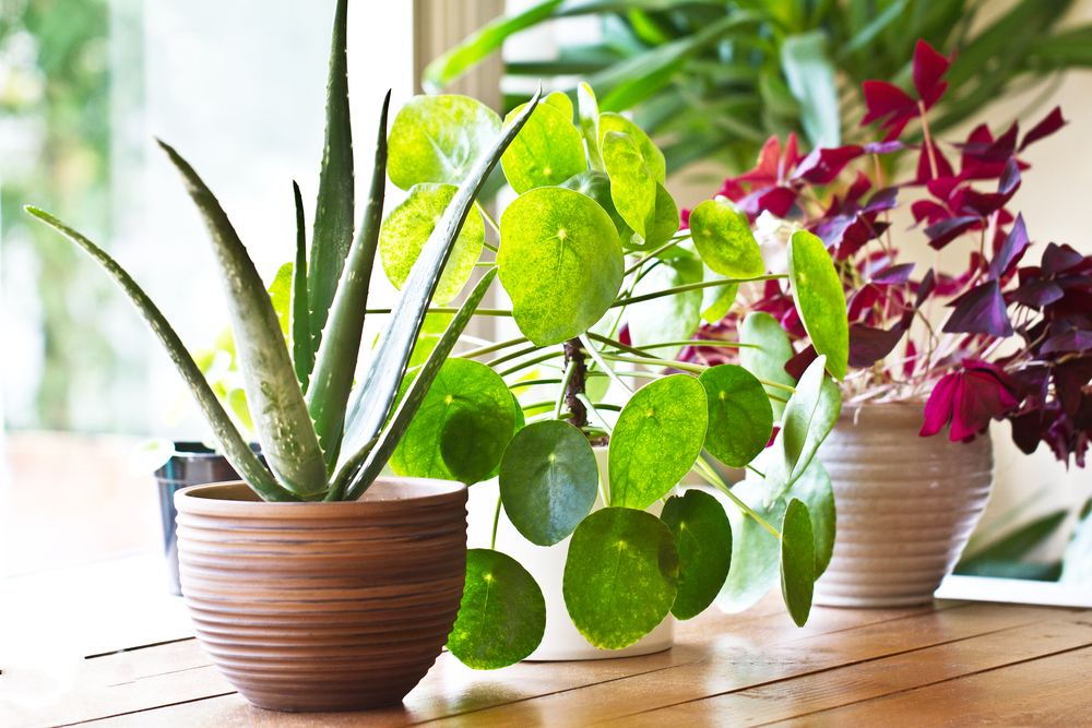 House plants display. Indoor plants in window