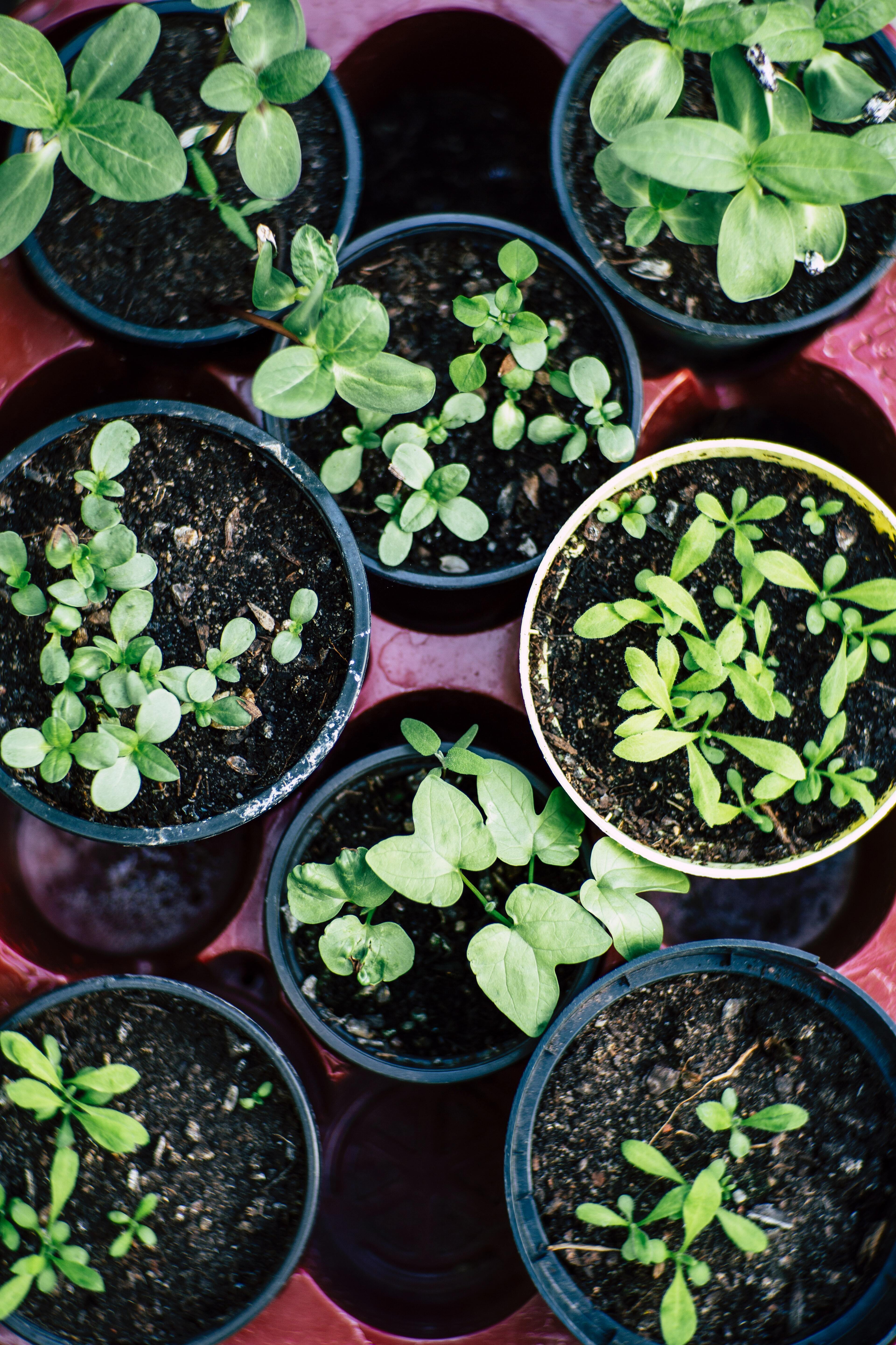 How to grow an indoor vegetable garden