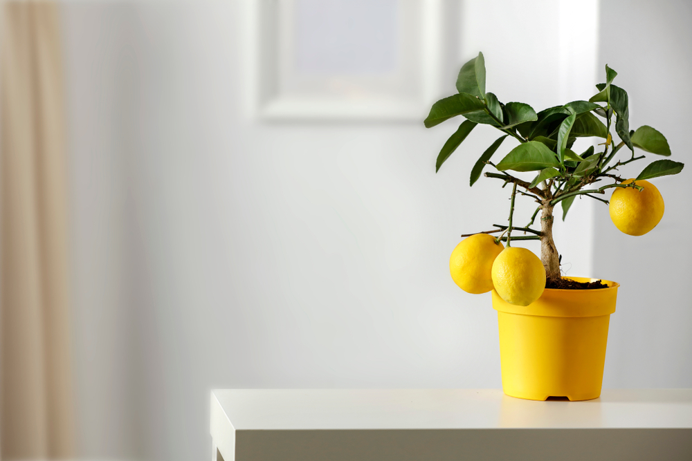 Lemon tree in yellow flowerpot in bright white colors with picture frame with blurred white wall background. Nice delicate decorations on small white table.