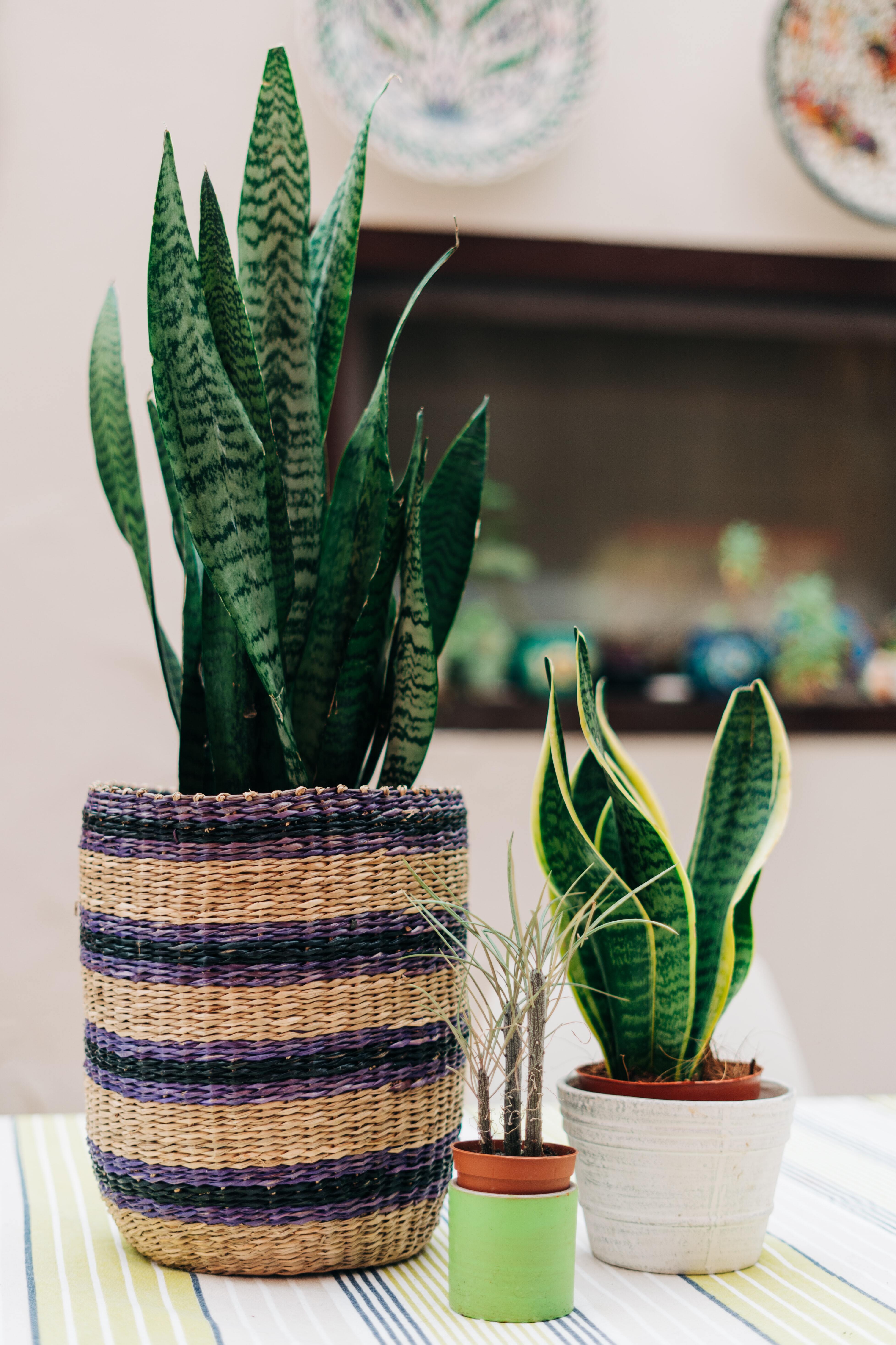 How to have an indoor garden with snake plants