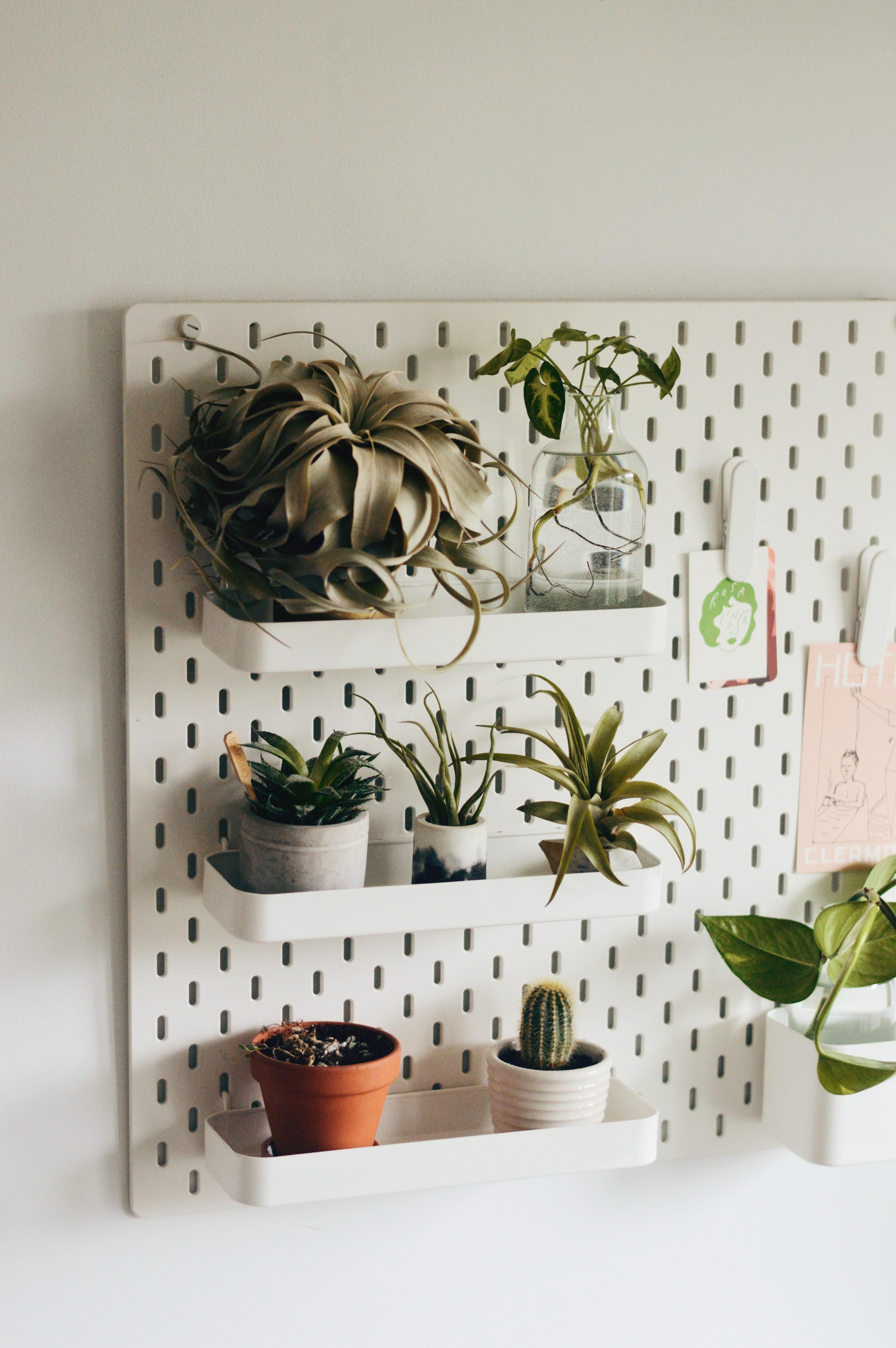 How to have an indoor garden with airplants