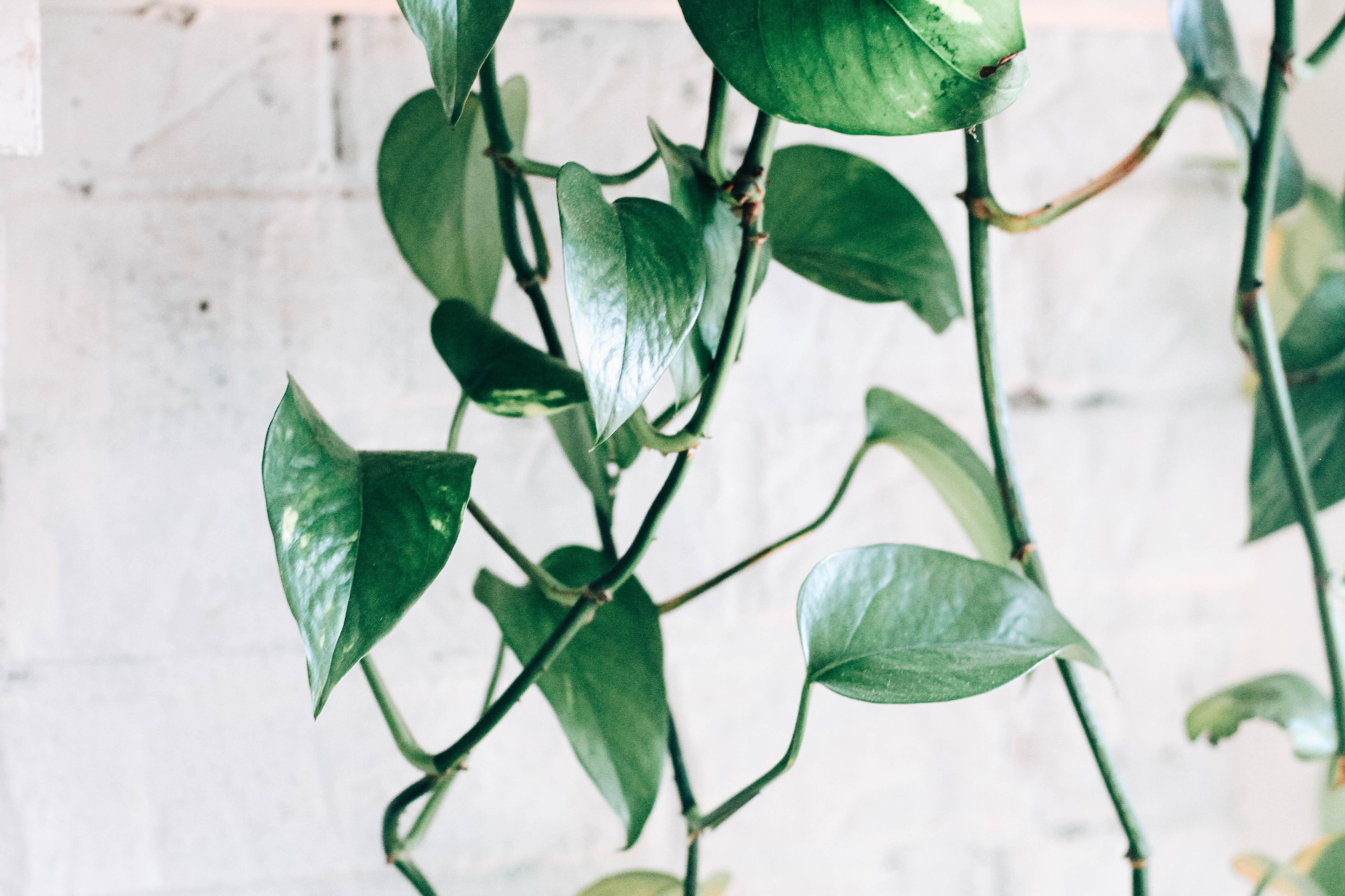 How to grow humidity-loving plants in your indoor garden