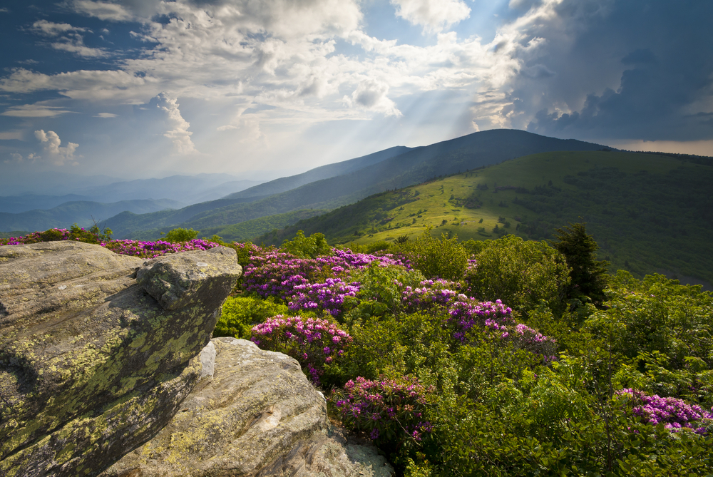 Appalachian Trail Roan Mountains Rhododendron Bloom on Blue Ridge Peaks scenic landscape photography