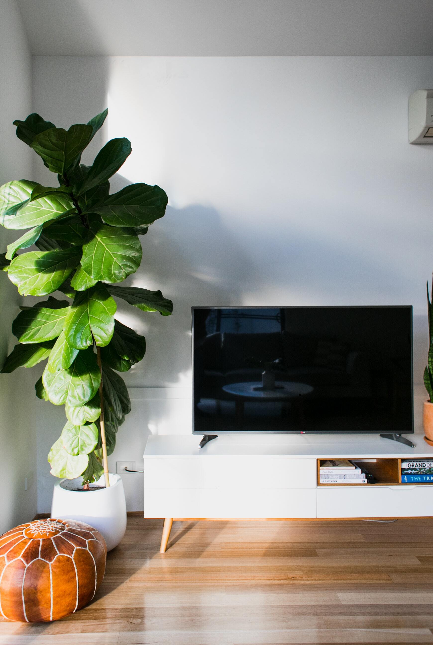 A fiddle leaf fig in a white pot is next to an entertainment system.