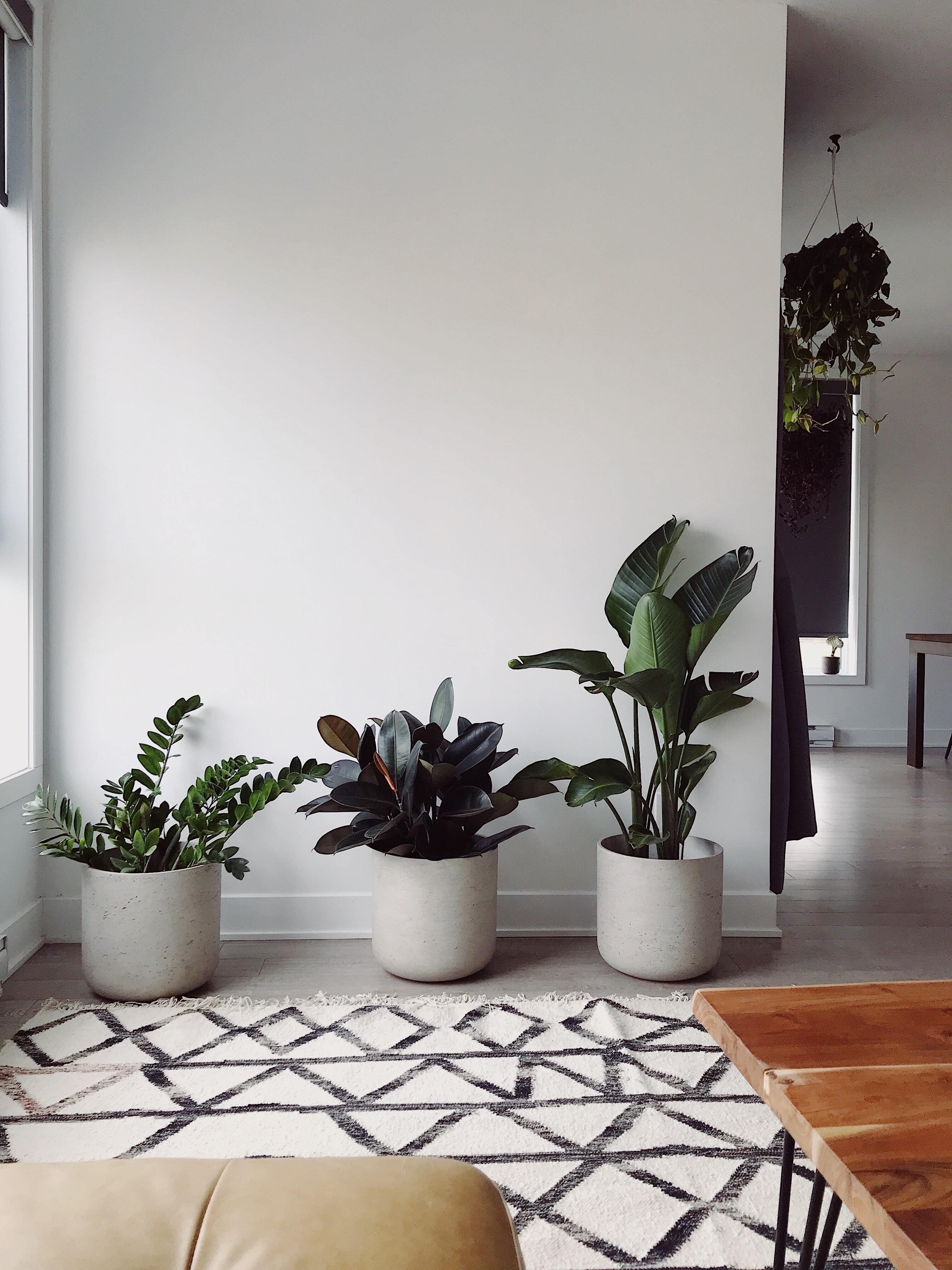 Three white ceramic pots hold three plants