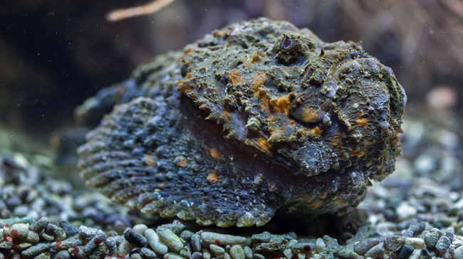 A stonefish blending into its surroundings and only barely recognizeable as a fish and not a rock